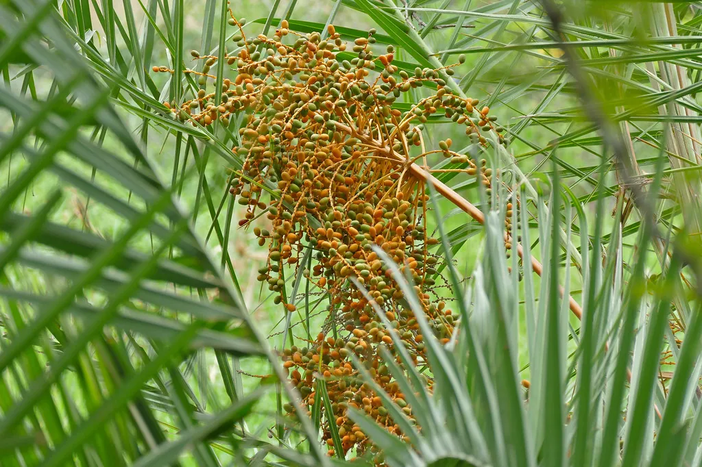 Wild date palm fruit, photo 1