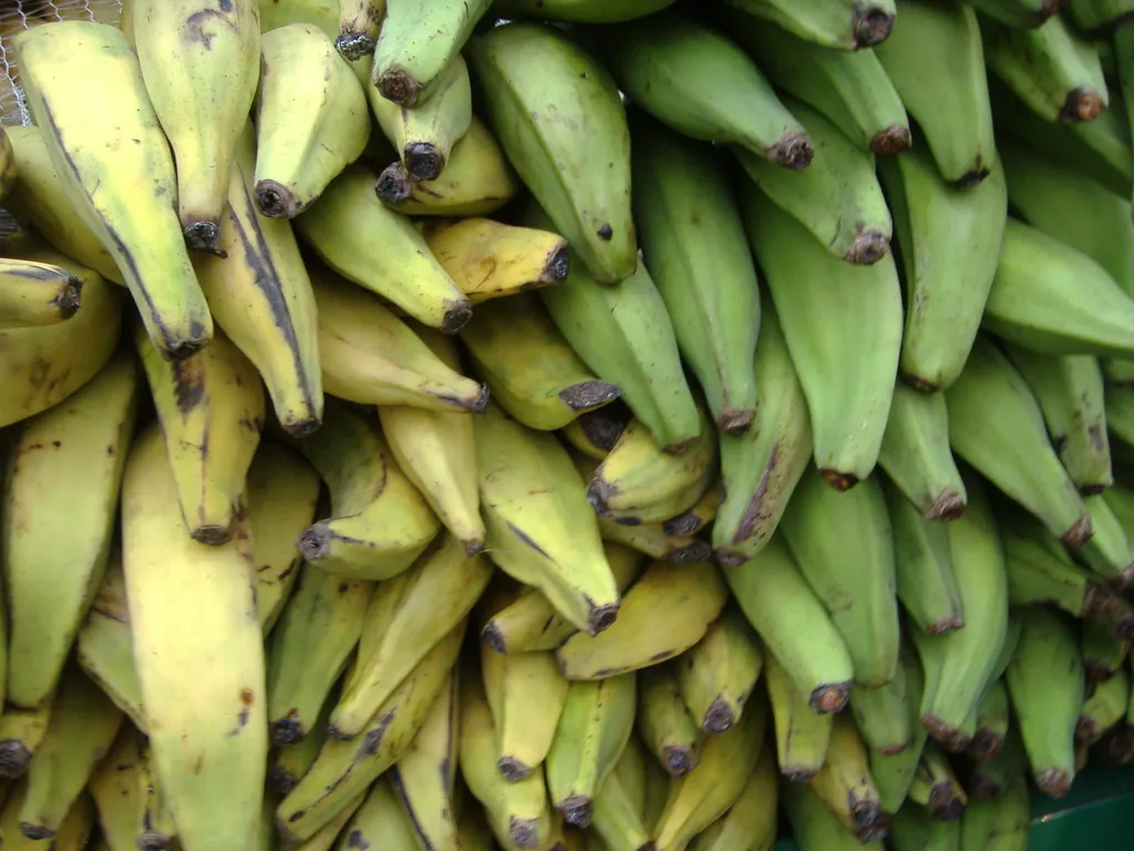 Plantain, photo 2