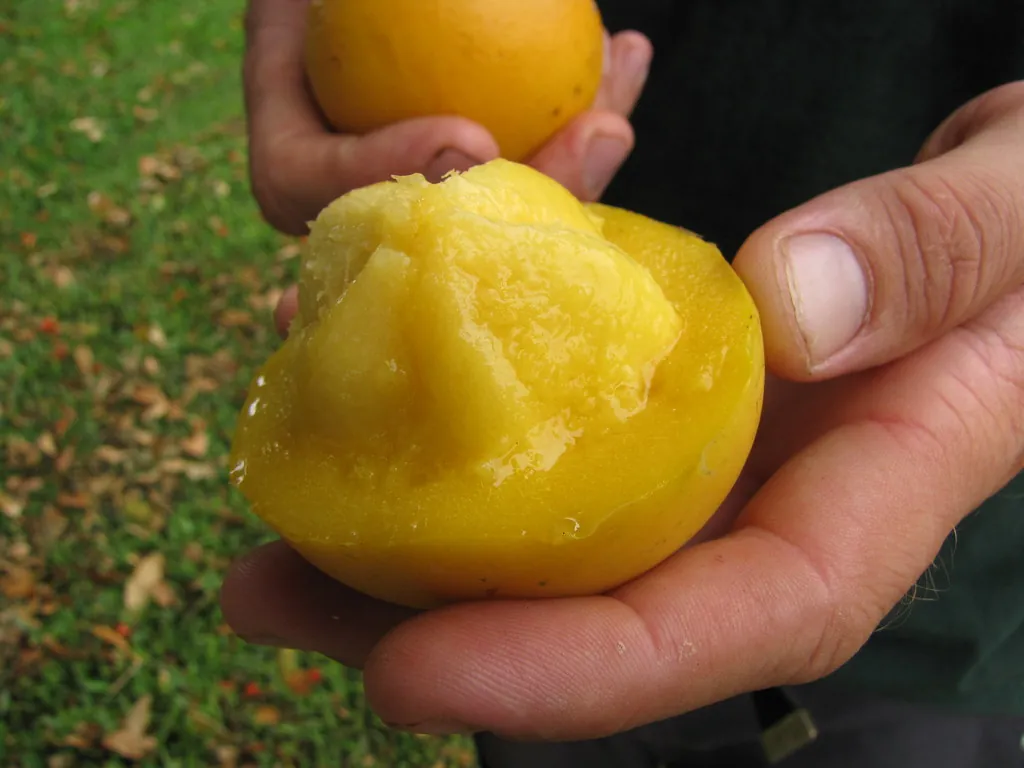 Gamboge fruit, photo 2