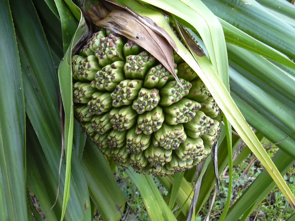 Hala fruit, photo 1