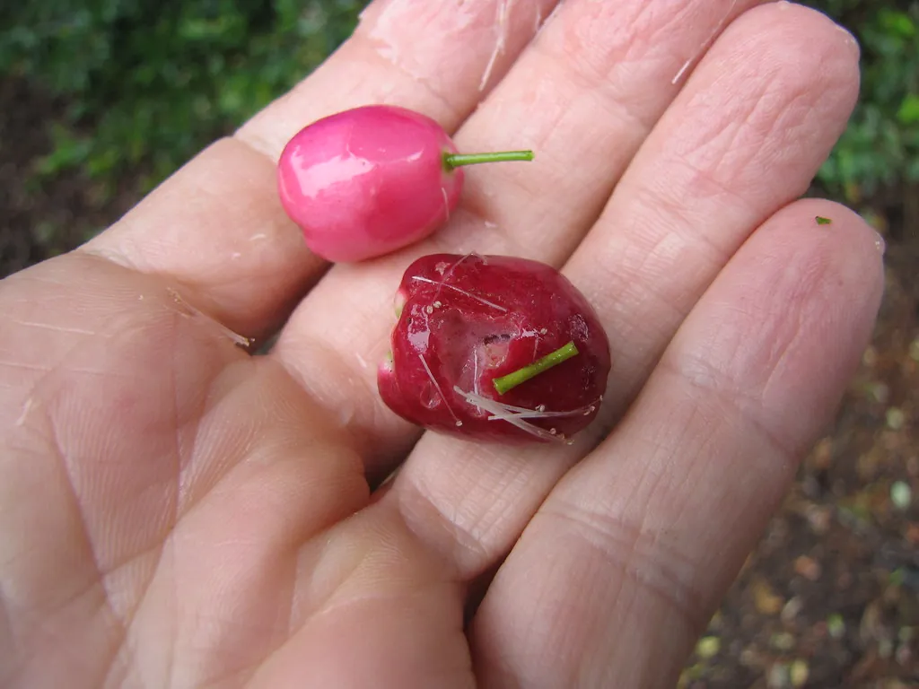 Magenta lilly pilly, photo 2