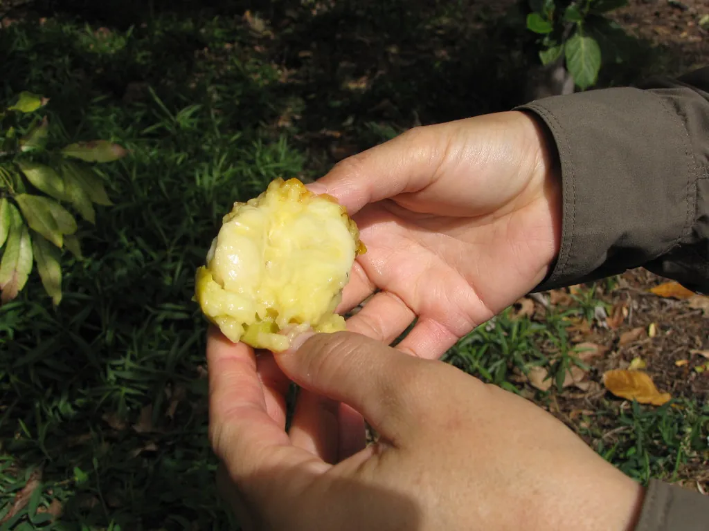 White sapote, photo 2