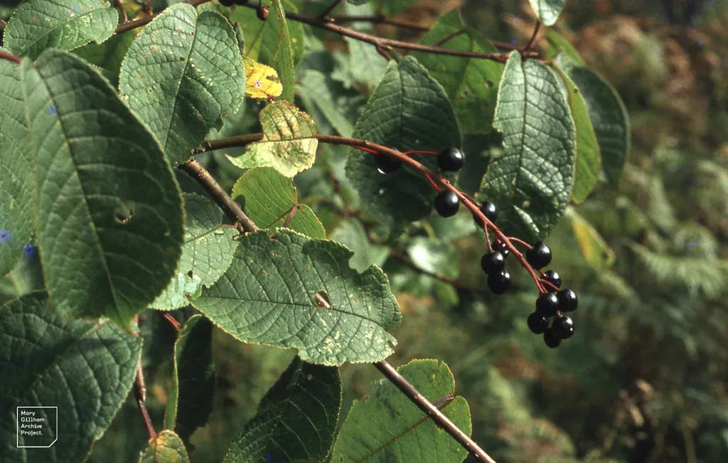 Bird cherry, photo 1
