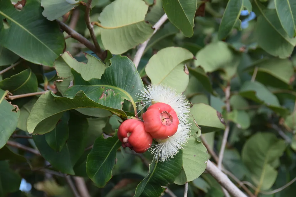 Red bush apple, photo 1