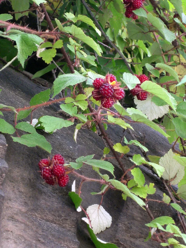 Wineberry, photo 2