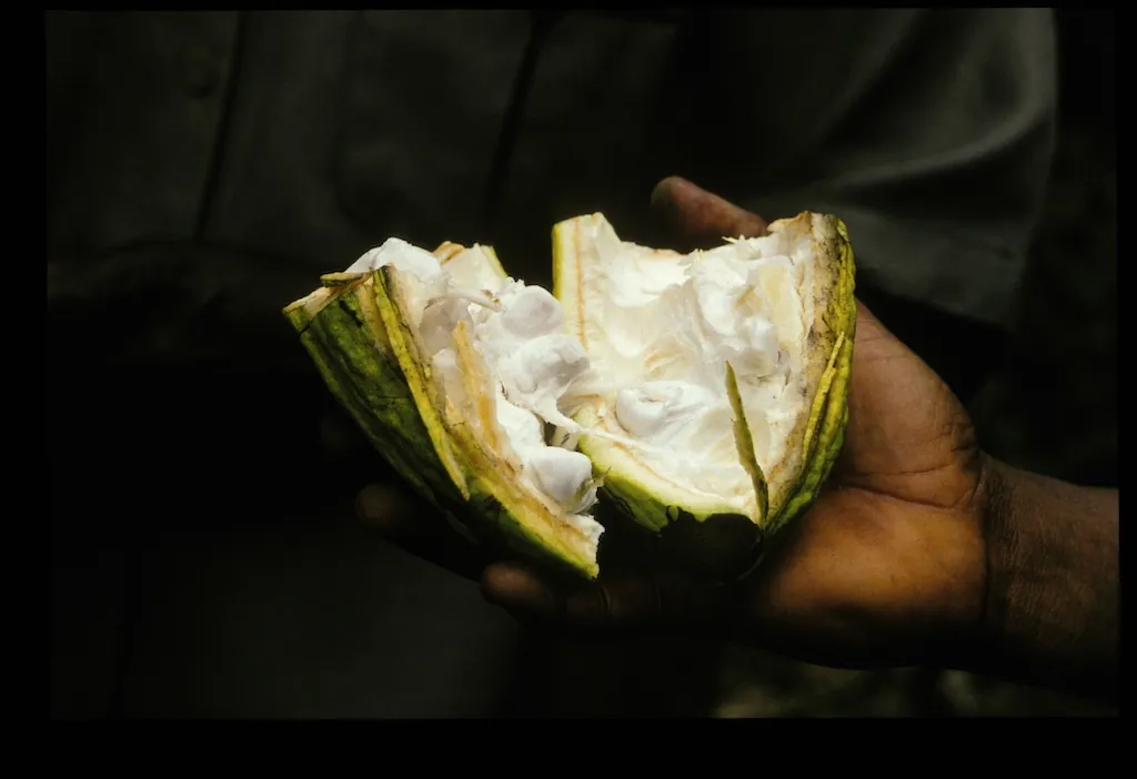 Cacao fruit, photo 1