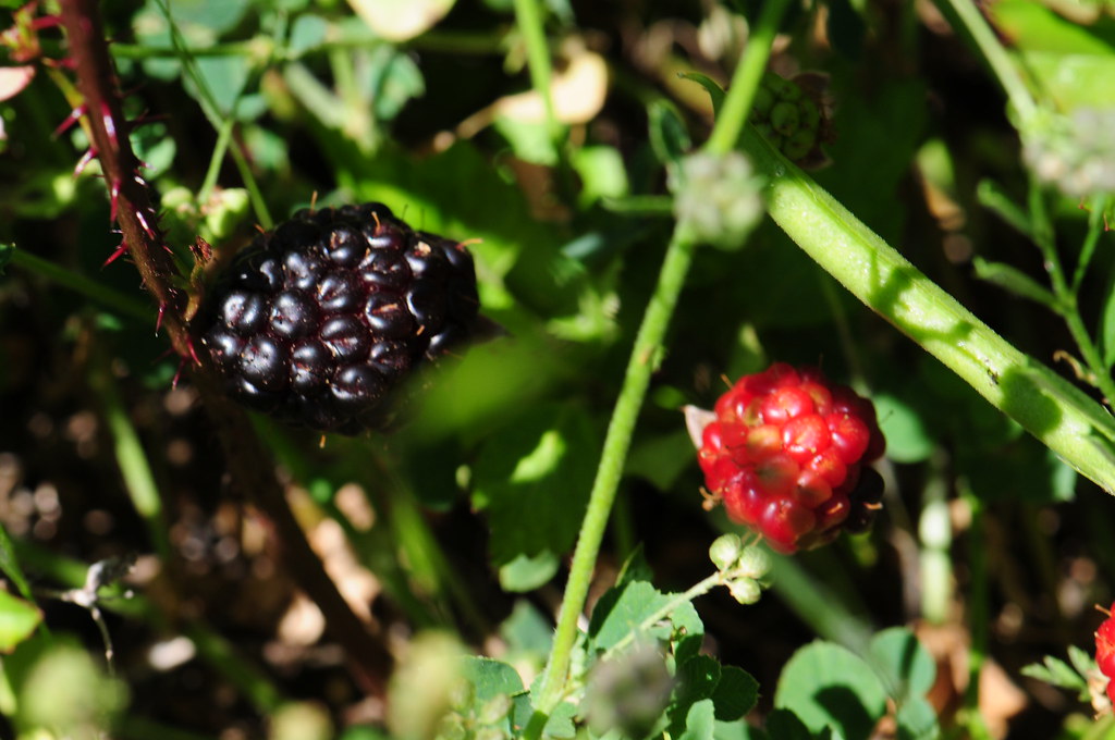 Dewberry, photo 1
