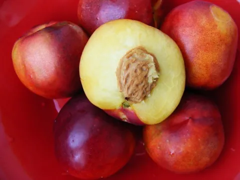 Nectarine, photo 1