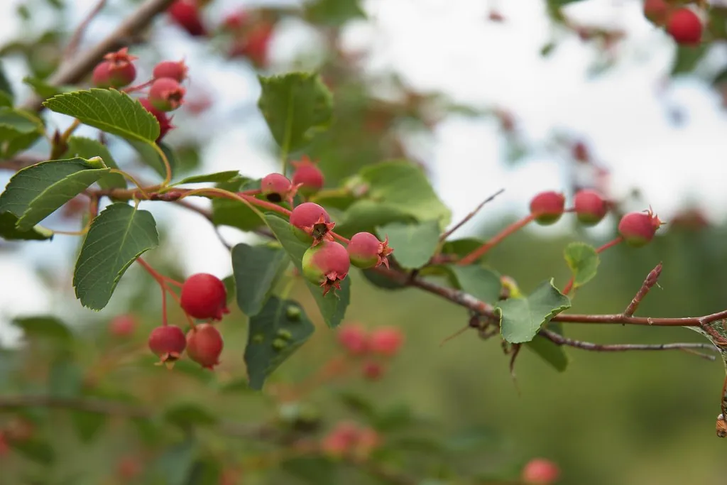 Serviceberry, photo 2