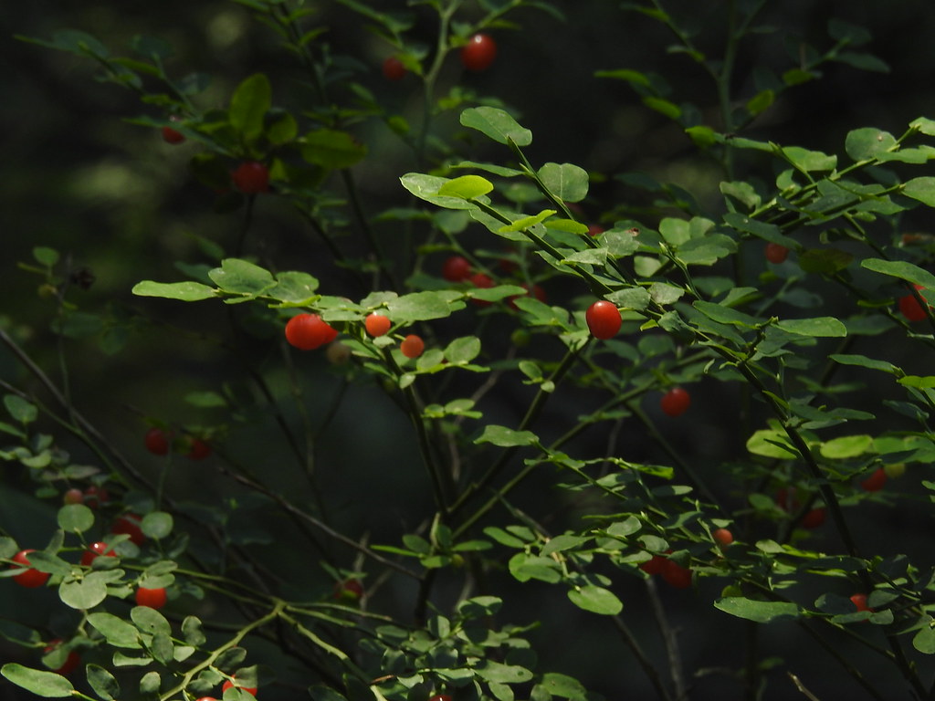 Red huckleberry, photo 1