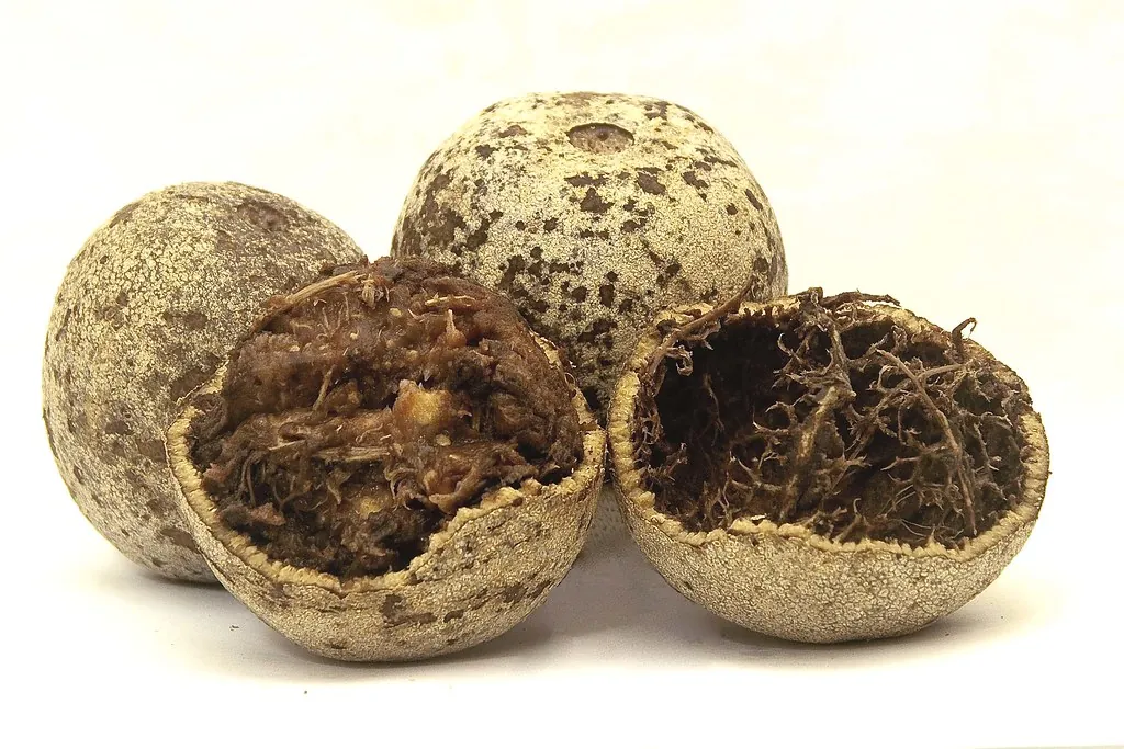 Wood apple, photo 2