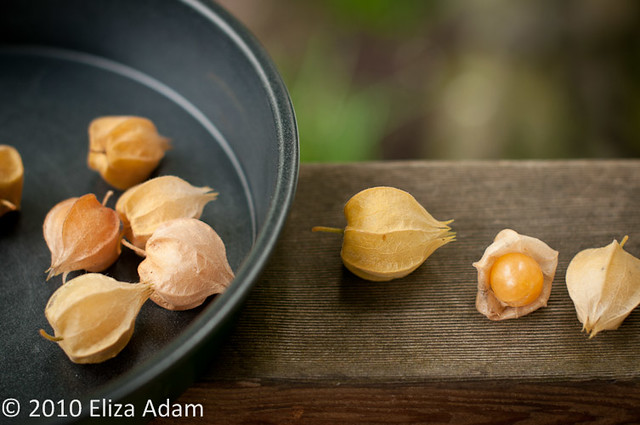 Ground cherry, photo 2