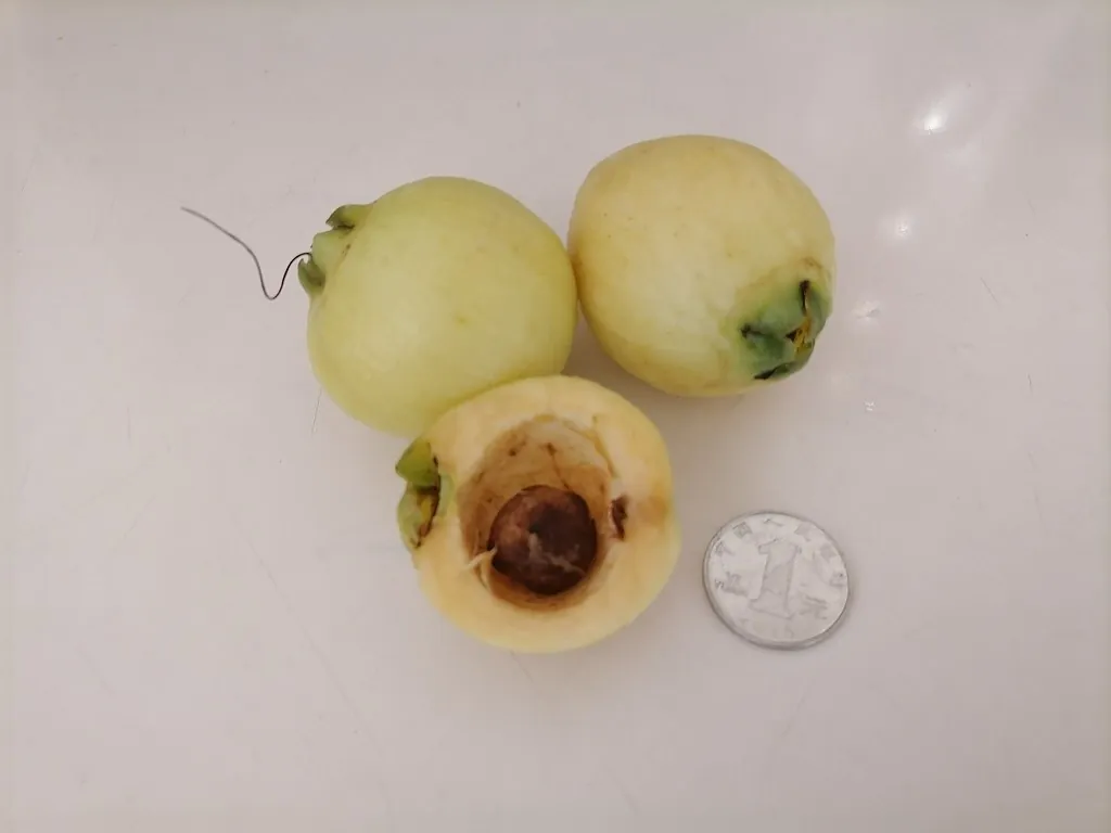 Rose apple, photo 2
