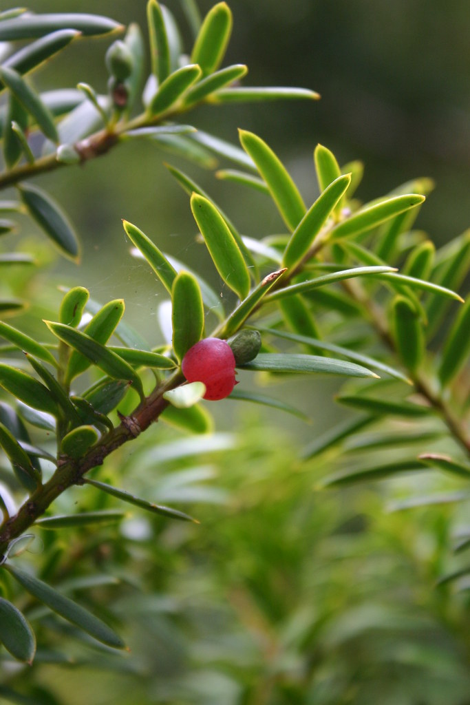 Tōtara fruit, photo 1