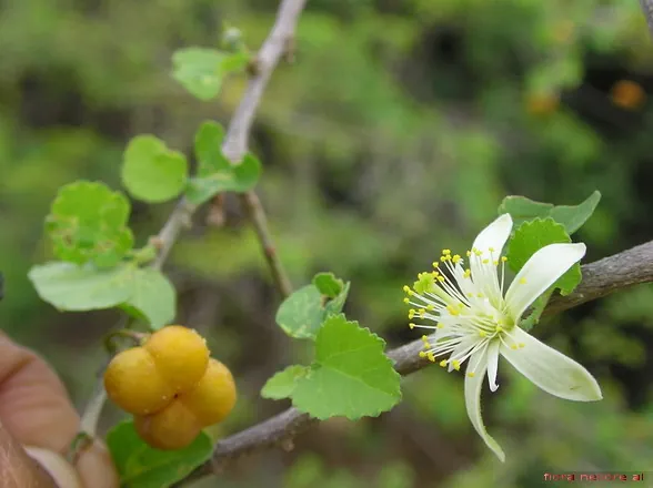 Raisin bush fruit, photo 1