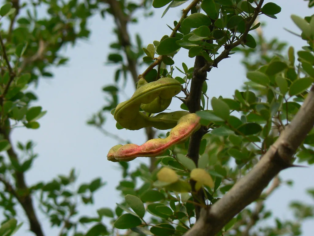 Manila tamarind, photo 2