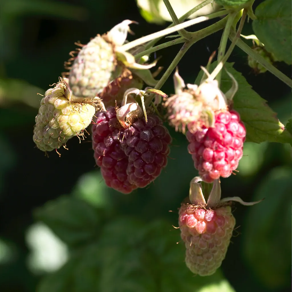 Loganberry, photo 1