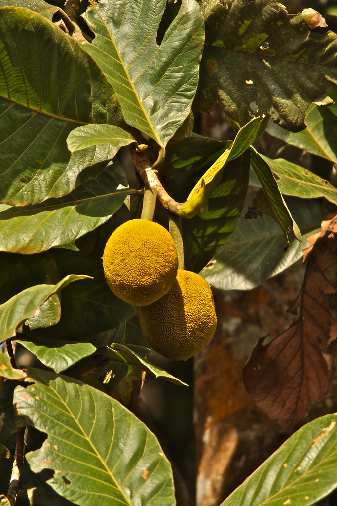 Marang, photo 2