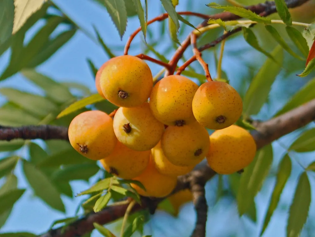 Service tree fruit, photo 1