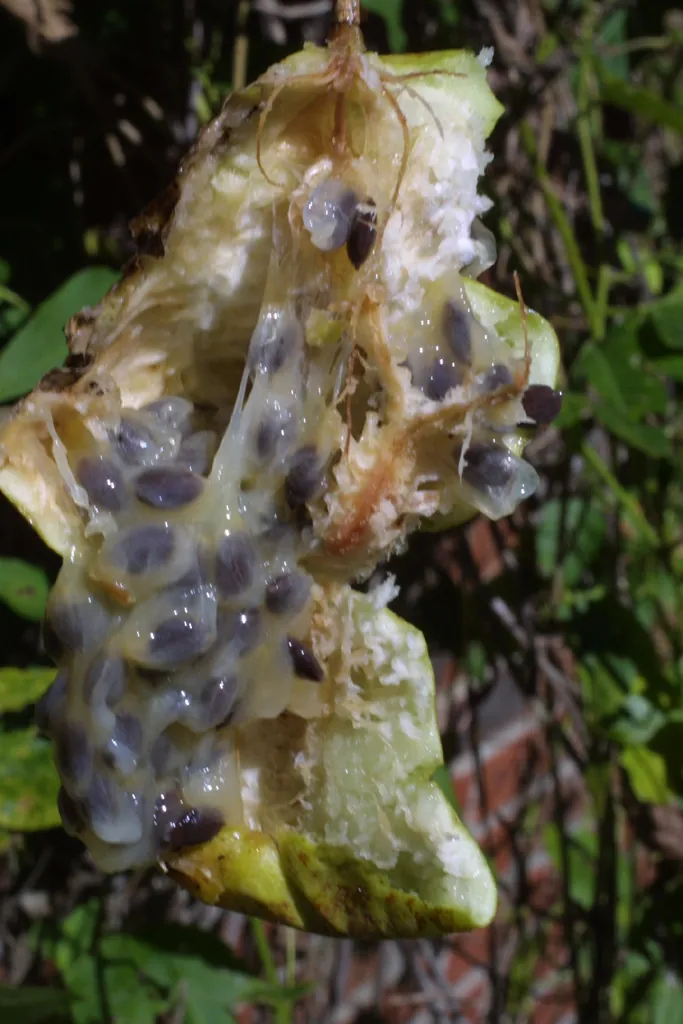 Maypop, photo 2