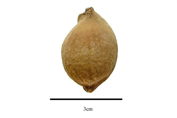 False yam fruit, photo 1